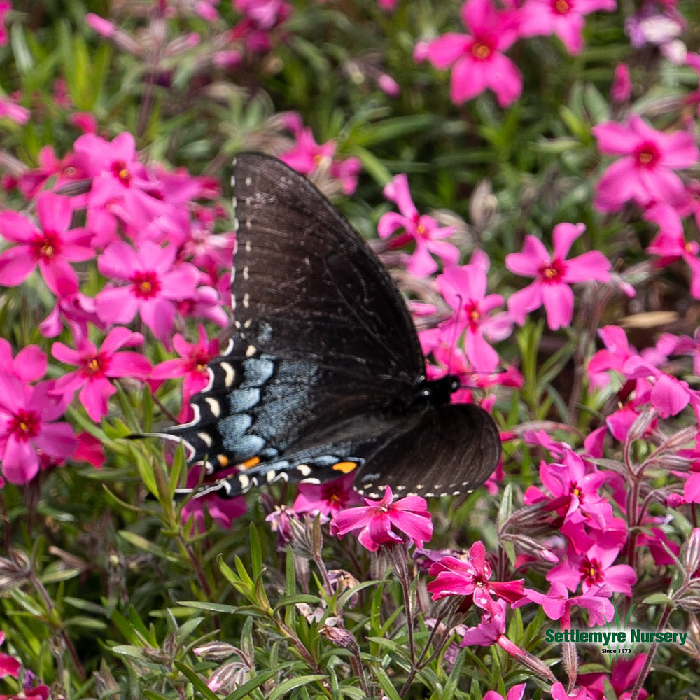 Creeping Phlox Scarlet Flame