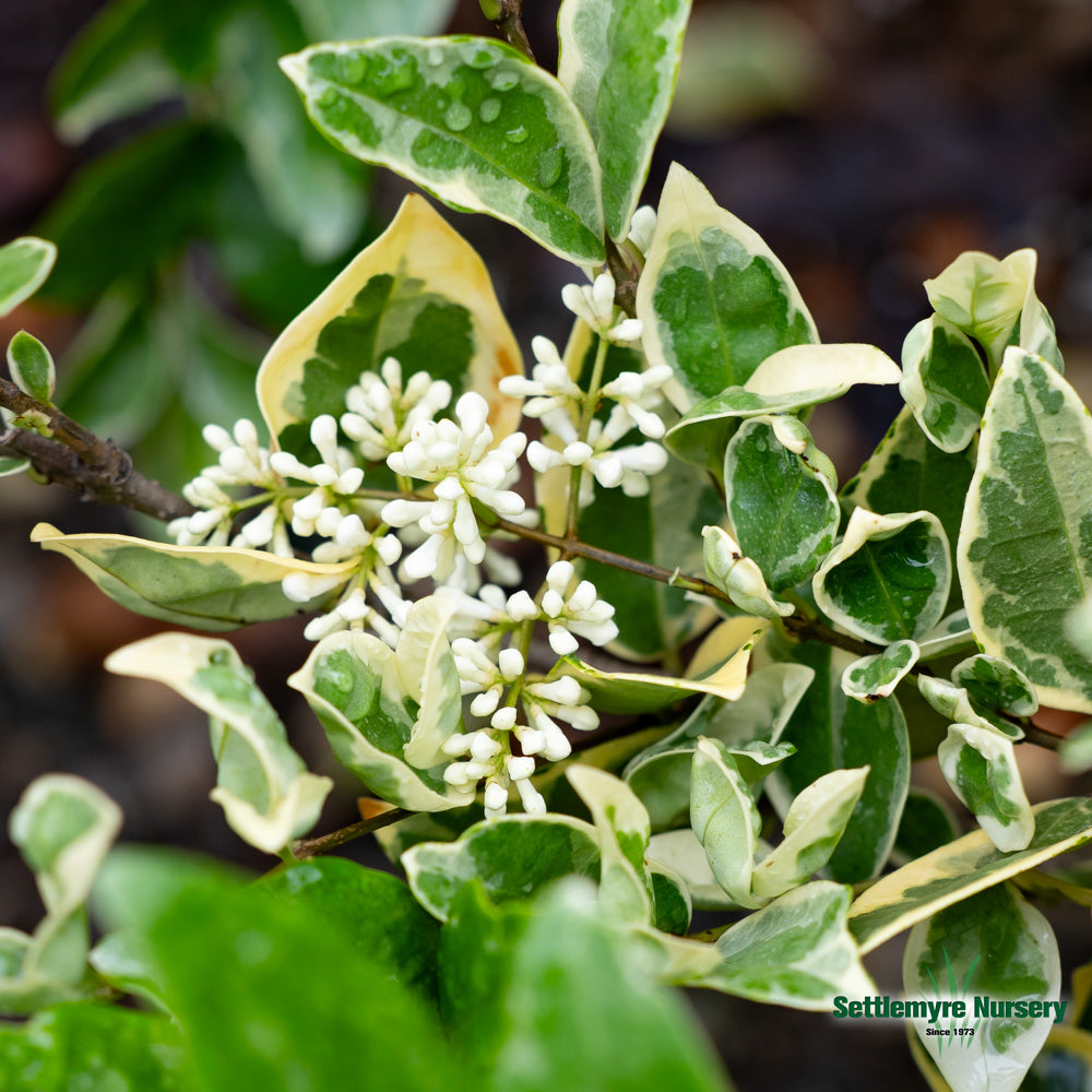 Jack Frost Ligustrum