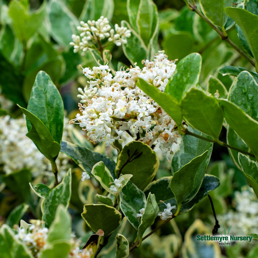 Jack Frost Ligustrum