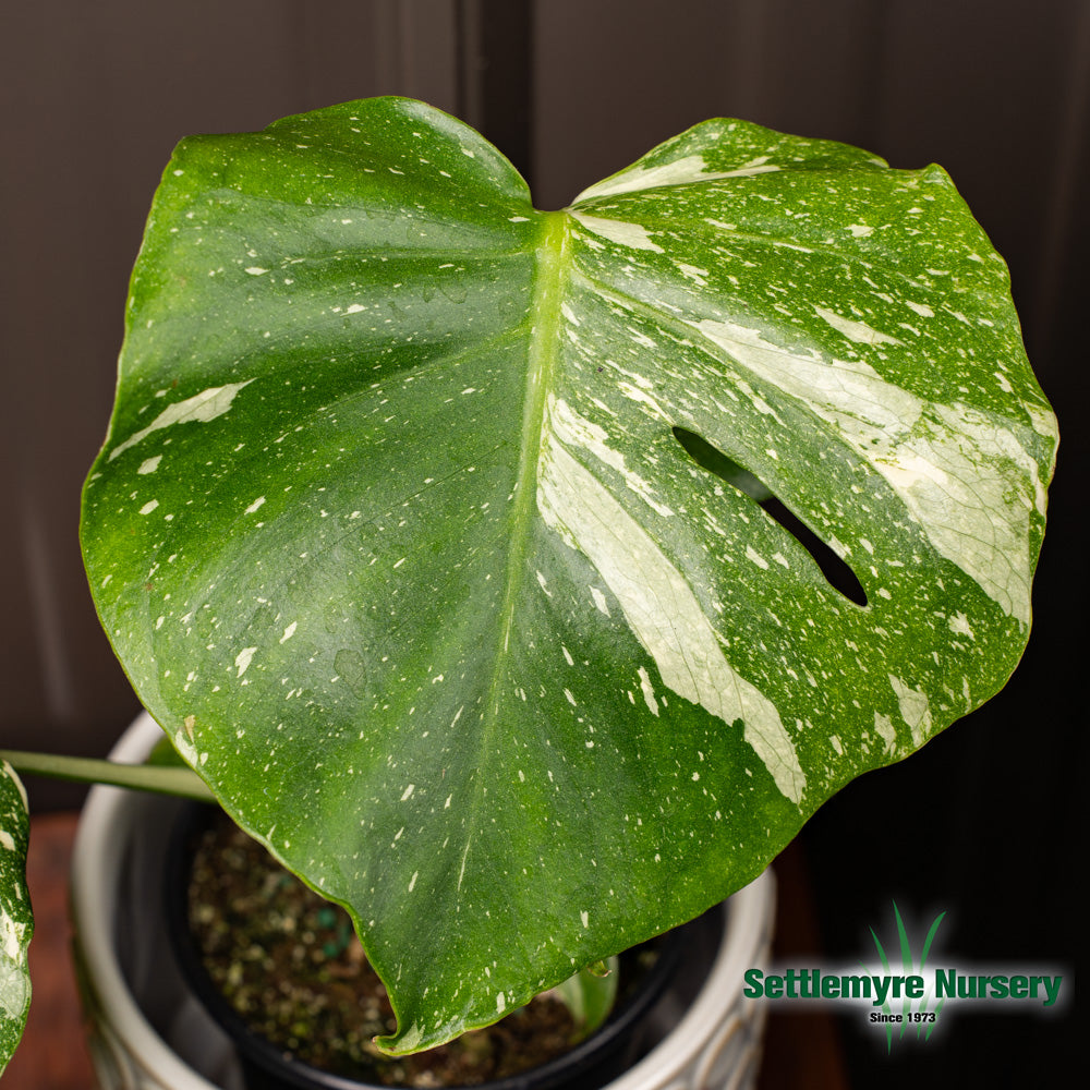 Monstera Thai Constellation