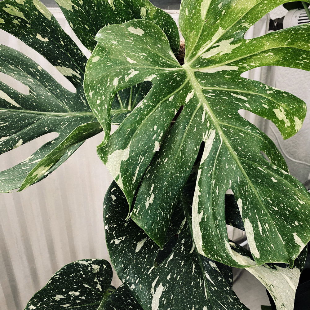 Monstera Thai Constellation