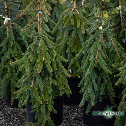 Weeping Norway Spruce