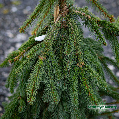 Weeping Norway Spruce