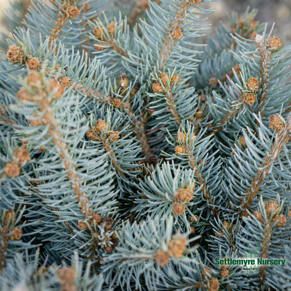 Dwarf Globosa Blue Spruce