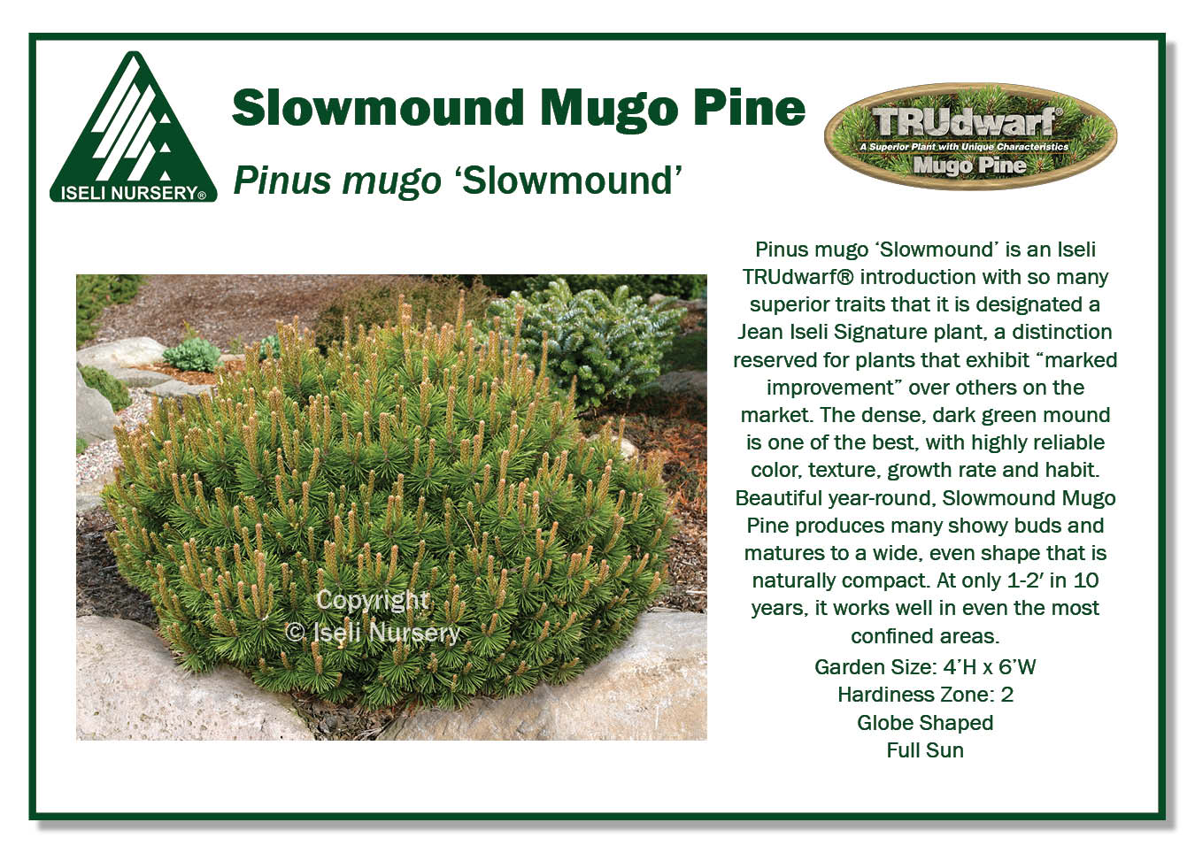 Mugho Pine