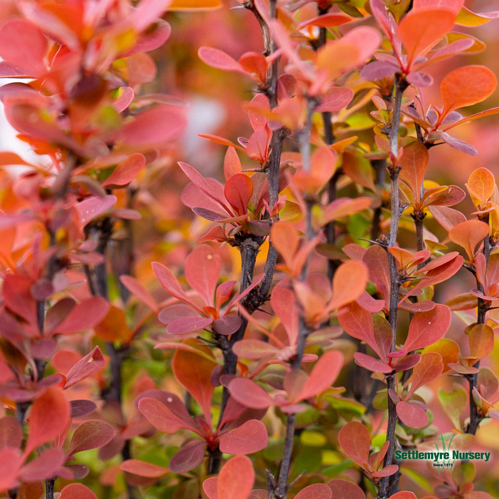 Barberry Orange Rocket 1 gallon