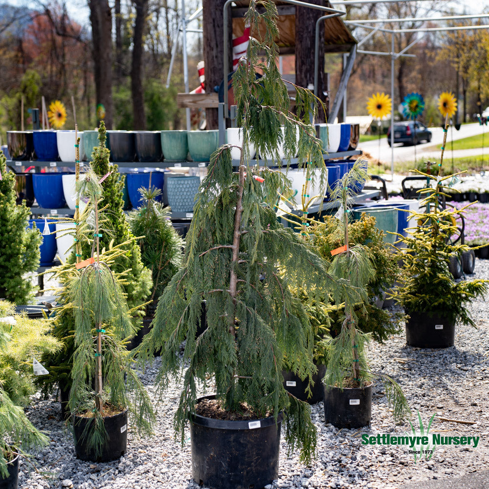 Chamaecyparis nootkatensis 'Pendula'