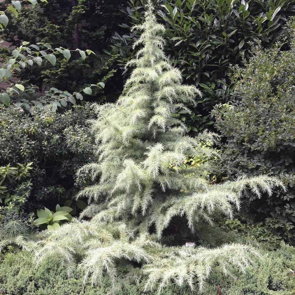 Foliage on the snow sprite cedar