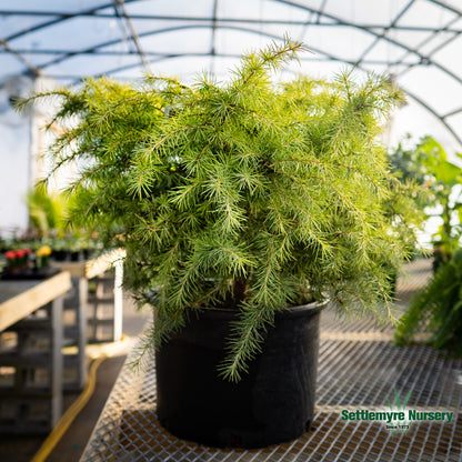 Foliage on the snow sprite cedar