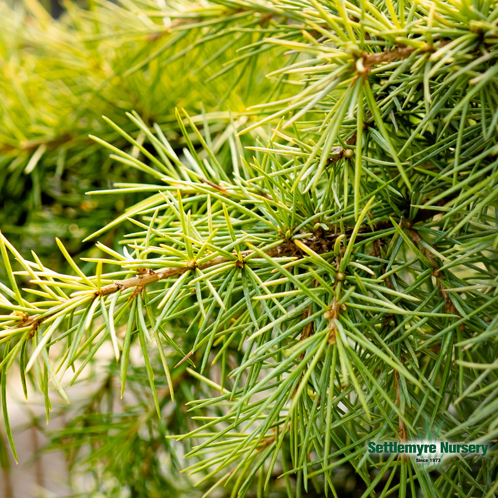 Snow Sprite Cedar at Settlemyre Nursery