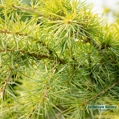 Foliage on the snow sprite cedar