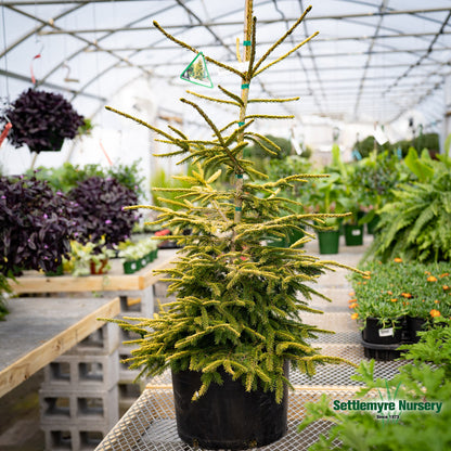 Picea 'Skylands' Ornamental Spruce