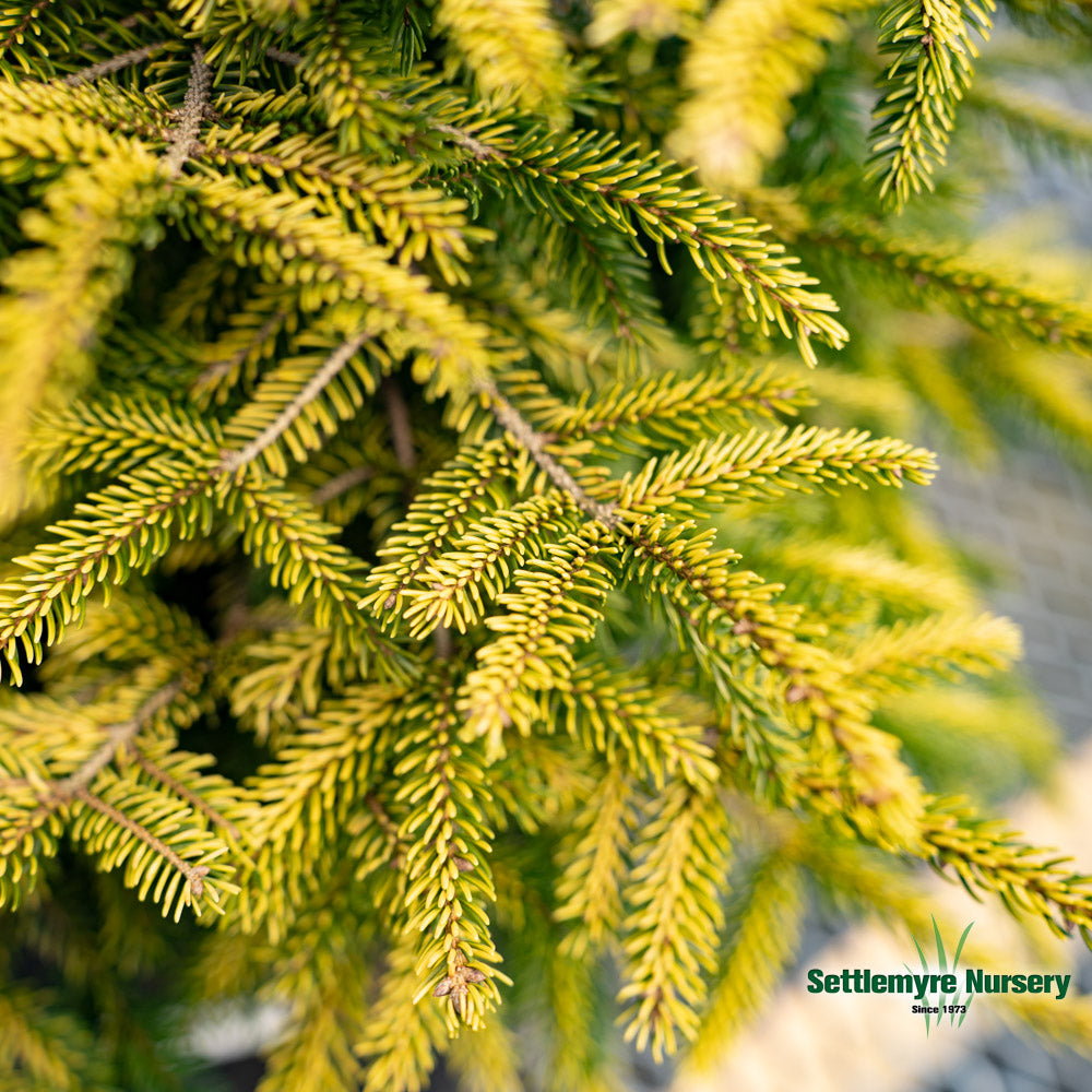 Picea 'Skylands' Ornamental Spruce