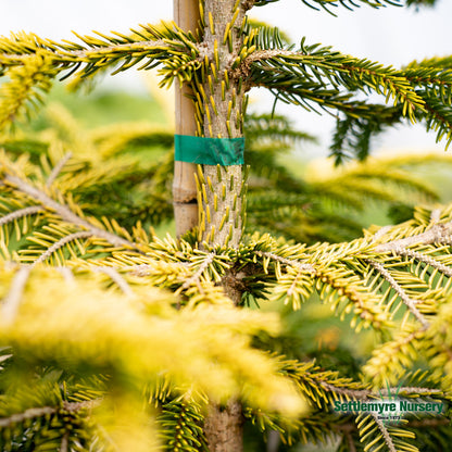 Picea 'Skylands' Ornamental Spruce