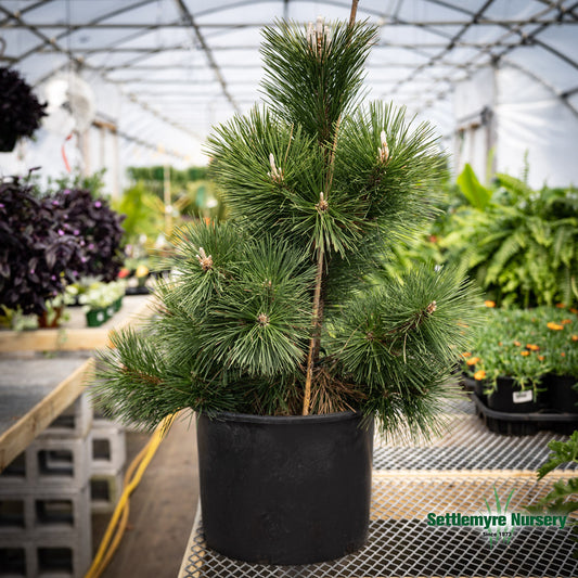 Pine Thunderhead