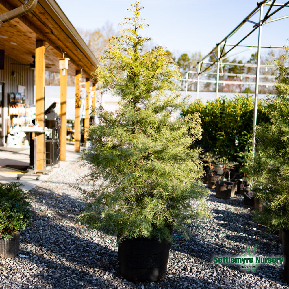 Deodar Cedar Tree