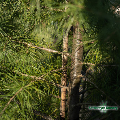 Deodar Cedar Tree