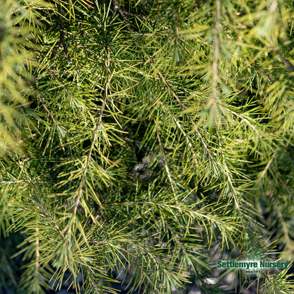 Deodar Cedar Tree