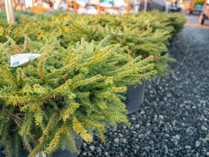 Bird's Nest Spruce in pot at Settlemyre Nursery