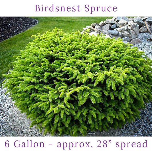 Bird's Nest Spruce in pot at Settlemyre Nursery