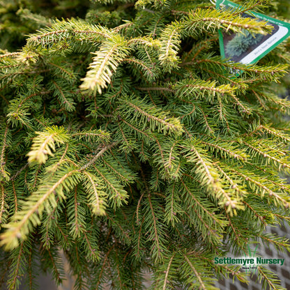 Bird's Nest Spruce close-up of needles