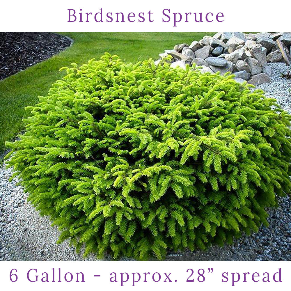 Birds Nest Spruce