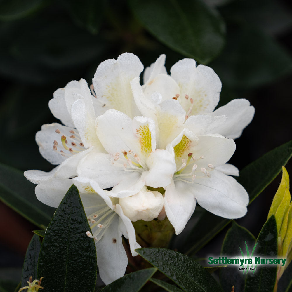 Rhododendron Chionoides White 1 Gallon