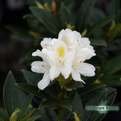 Rhododendron Chionoides White 1 Gallon