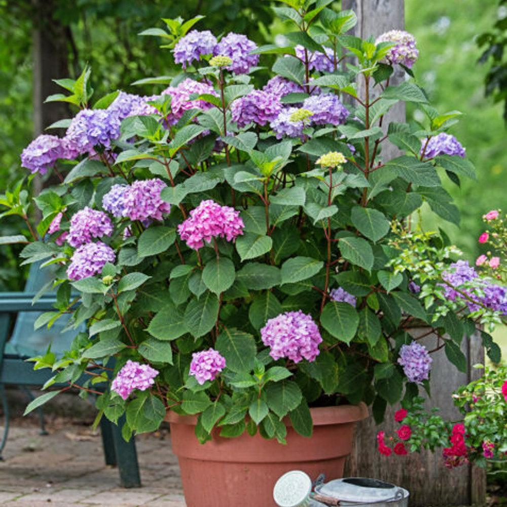 Bloomstruck Bigleaf Hydrangea by Endless Summer Hydranegas