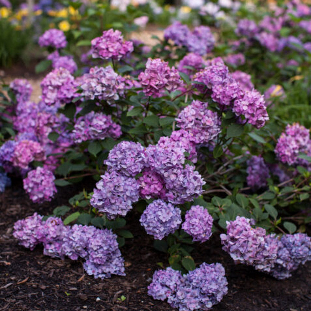 Bloomstruck Bigleaf Hydrangea Bloom by Endless Summer Hydranegas