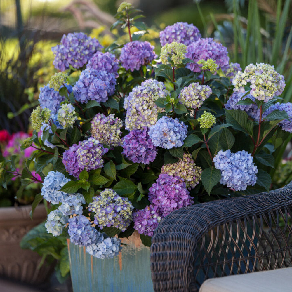 Bloomstruck Bigleaf Hydrangea