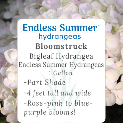 Bloomstruck Bigleaf Hydrangea