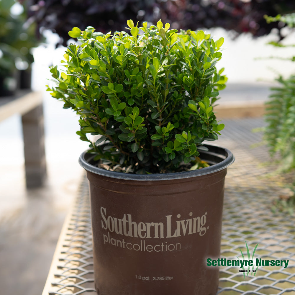 Baby Gem Boxwood by Southern Living Plant Collection