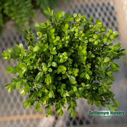 Baby Gem Boxwood by Southern Living Plant Collection - Overhead shot