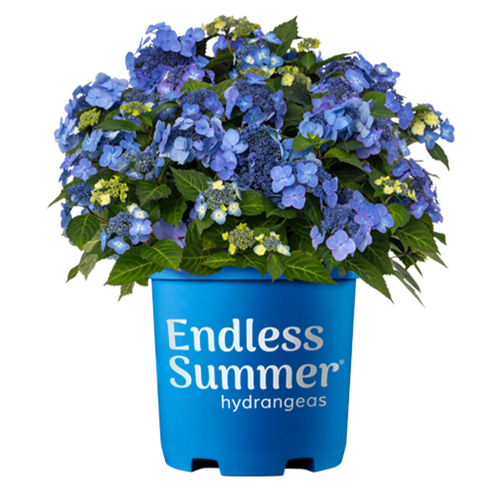 Potted Popstar Hydrangea by Endless Summer Hydrangeas