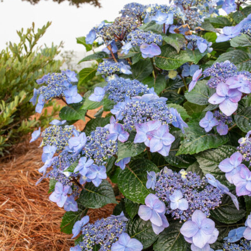 Blue Popstar Hydrangea by Endless Summer Hydrangeas