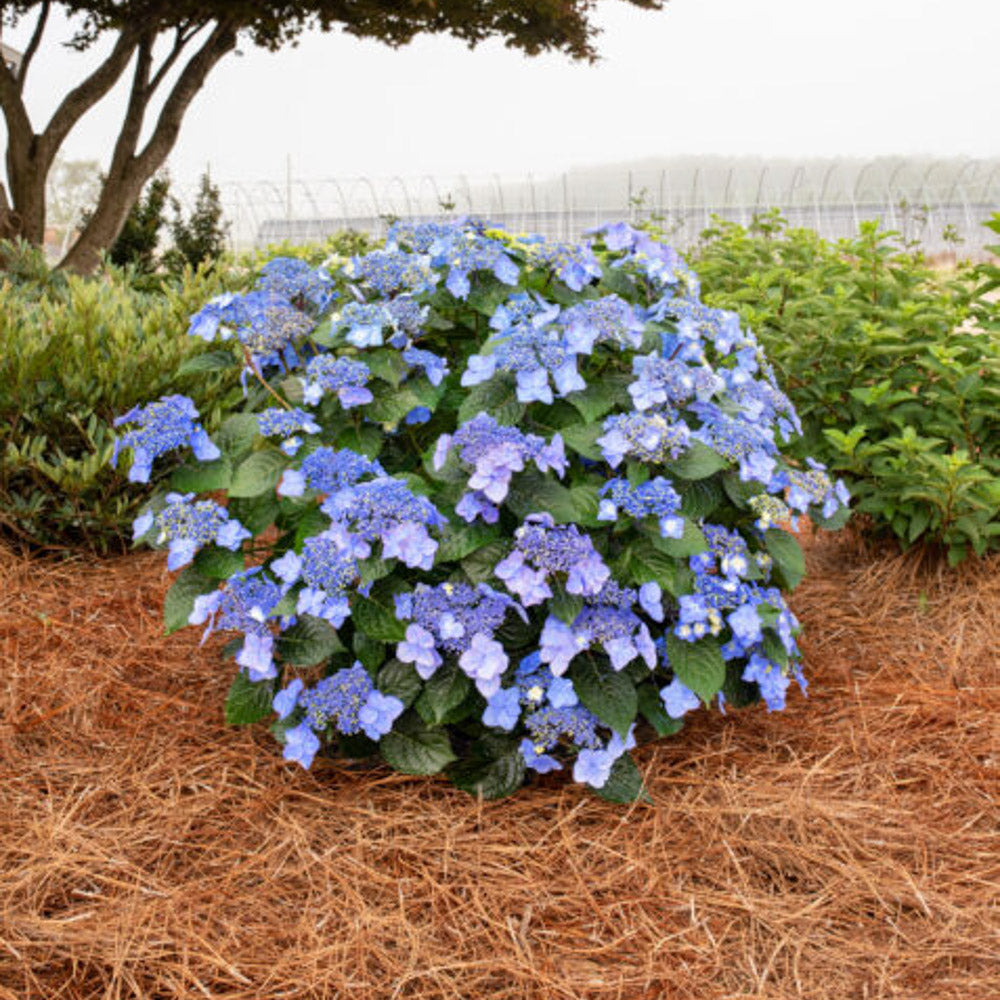 Pink Popstar Hydrangea by Endless Summer Hydrangeas