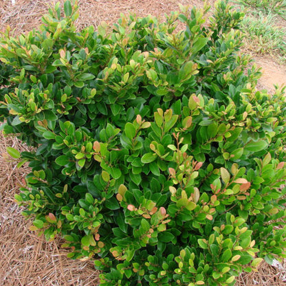 coppery-red new foliage on coppertone Distylium