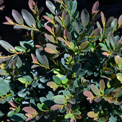 coppery-red new foliage on coppertone Distylium