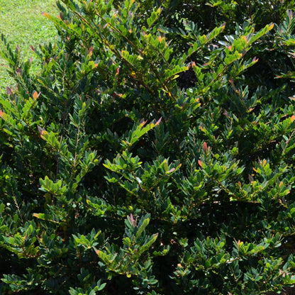 coppery-red new foliage on coppertone Distylium