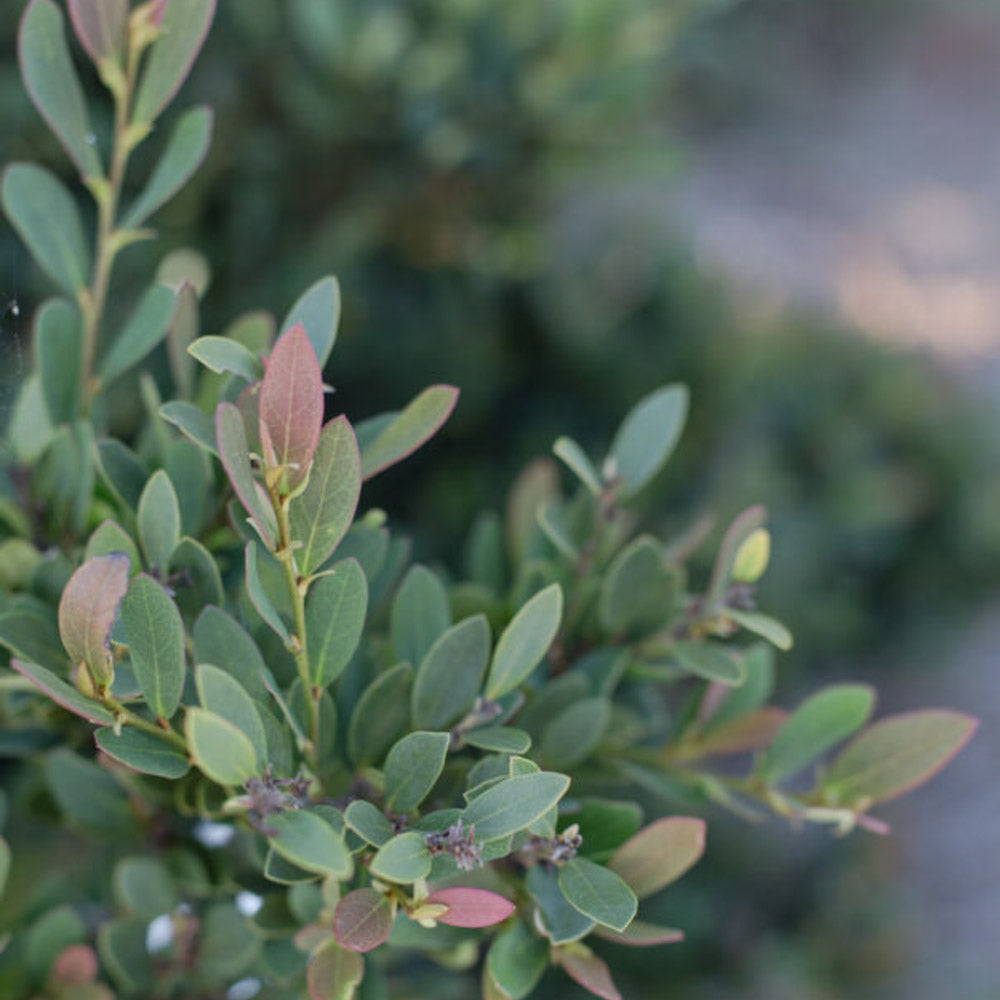 This rounded shrub has evergreen interest