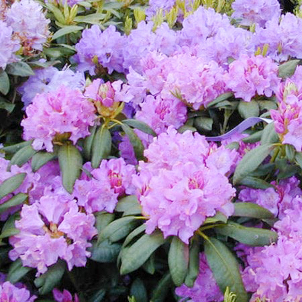 Rhododendron Boursault Purple 3 Gallon