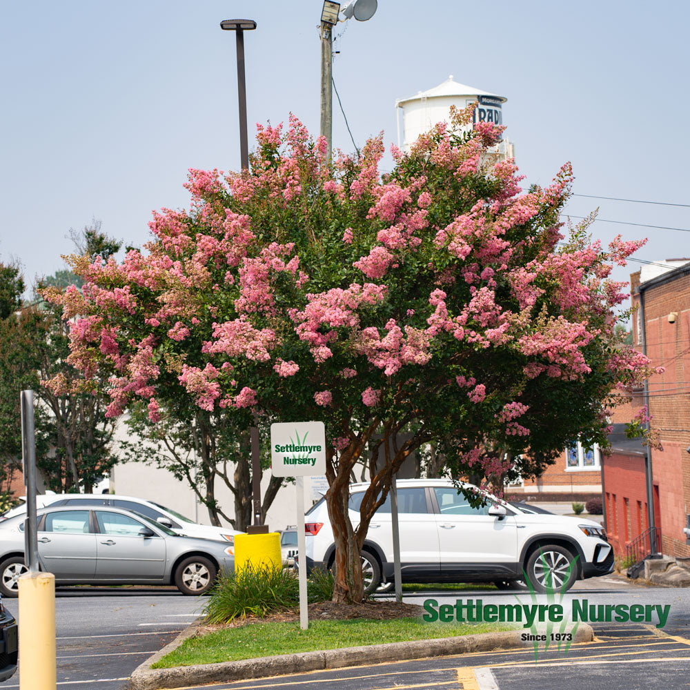 Mature sioux pink crape myrtle tree standing tall in downtown Morganton, NC