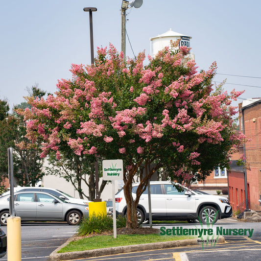 Mature sioux pink crape myrtle tree standing tall in downtown Morganton, NC