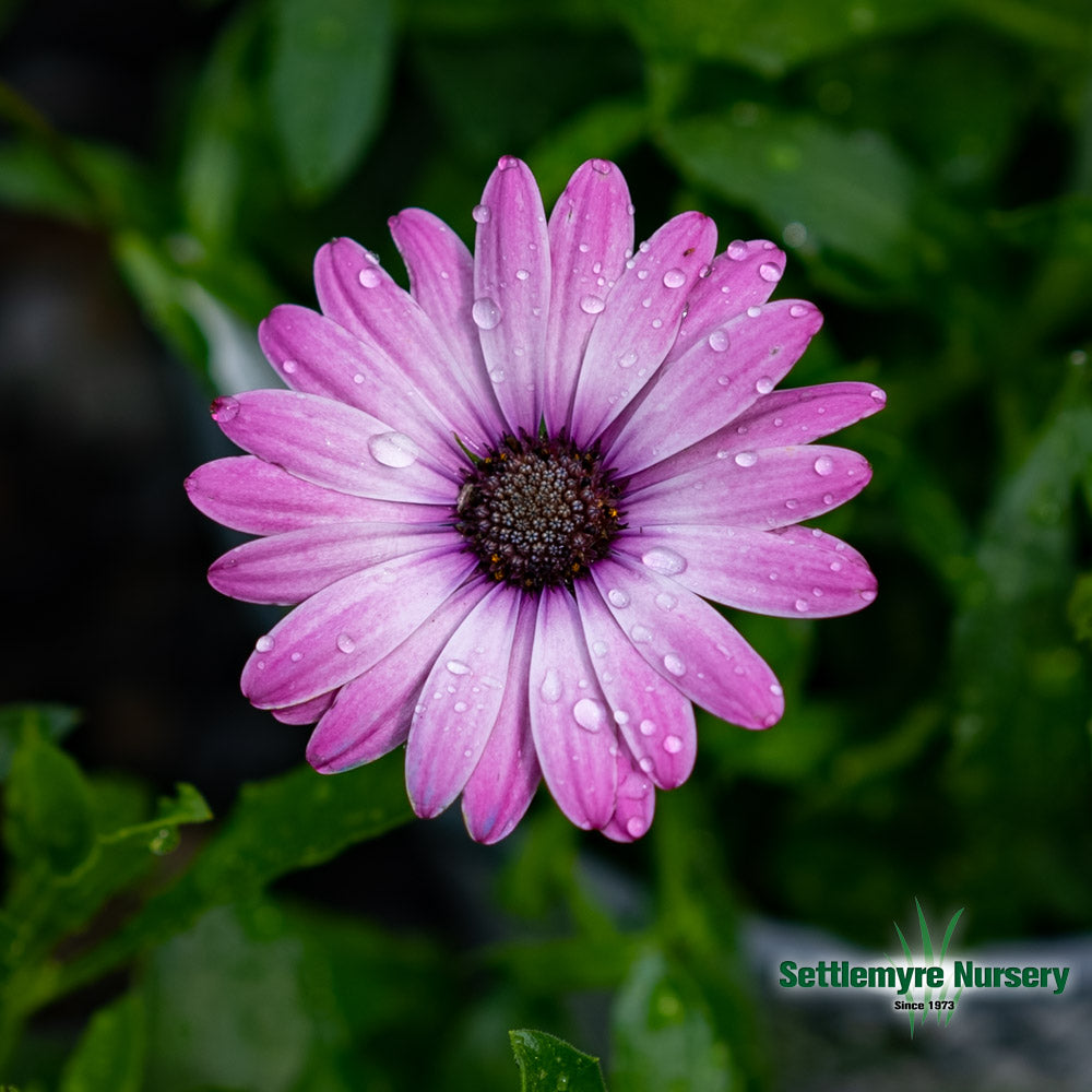 African Daisy 1 Gallon Assorted Colors