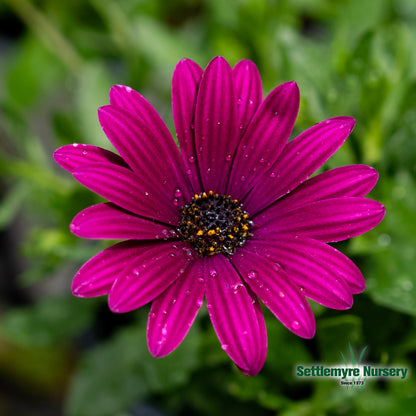 African Daisy 1 Gallon Assorted Colors