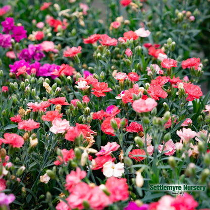 Dianthus Assorted Perennial 1 Gallon