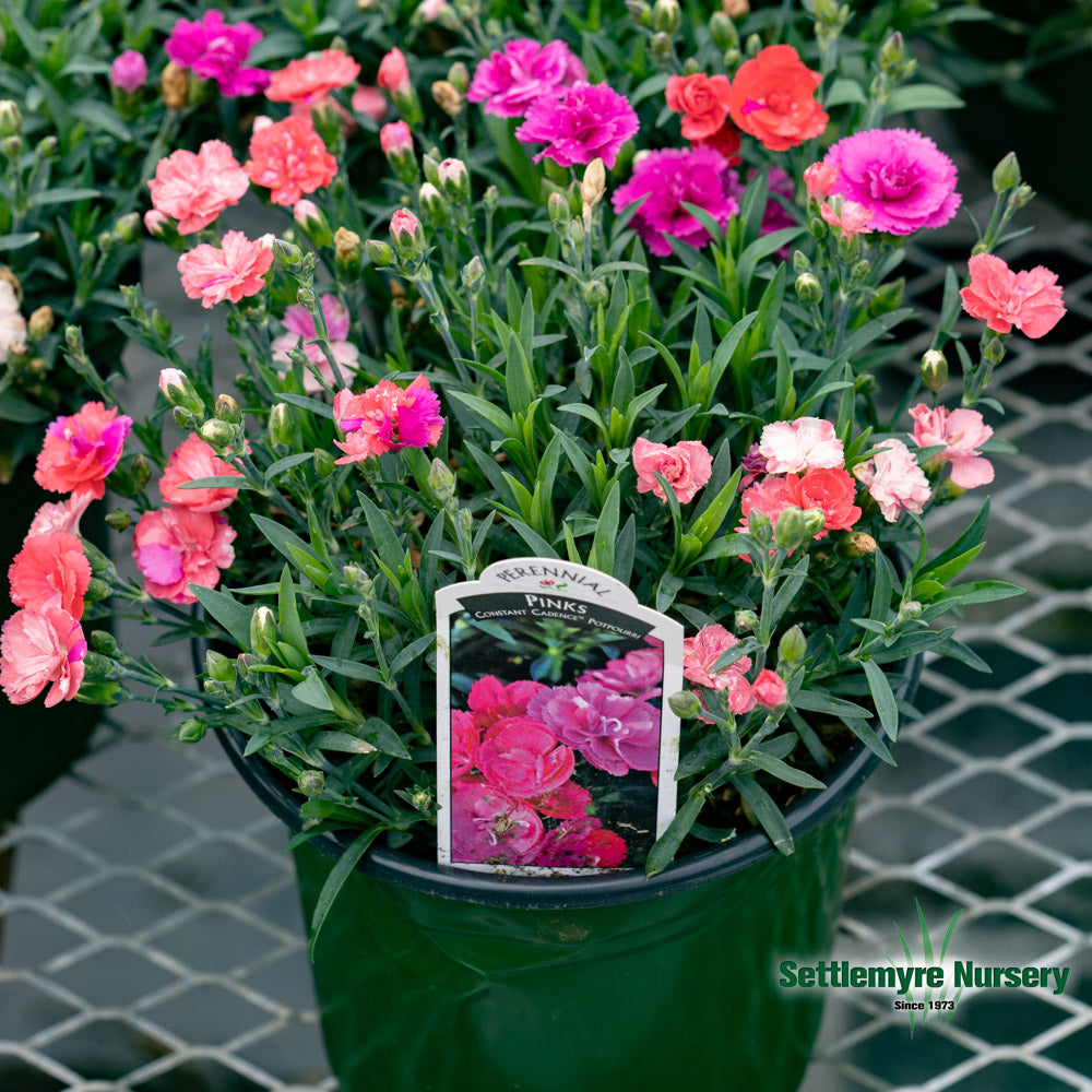 Dianthus Assorted Perennial 1 Gallon