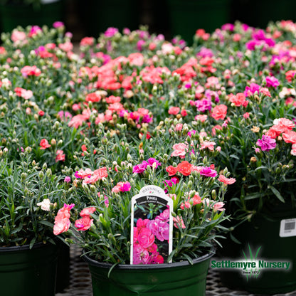 Dianthus Assorted Perennial 1 Gallon