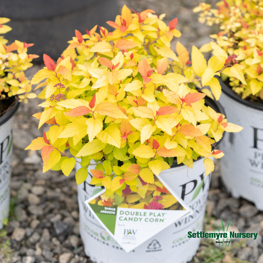 Spiraea Dbl Play Candy Corn 2G